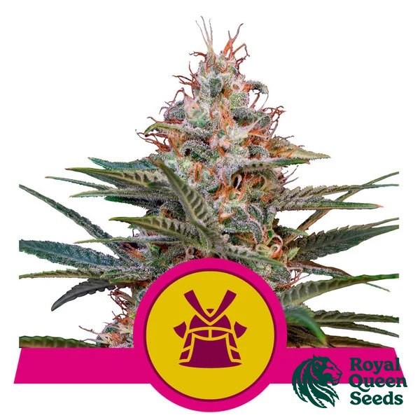 Voir Graines Shogun de Royal Queen Seeds - GB The Green Brand