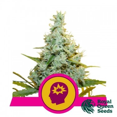 Acheter AMG - Amnesia Mac Ganja de Royal Queen Seeds - Grow Barato