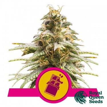Chocolate Haze de Royal Queen Seeds - GB The Green Brand