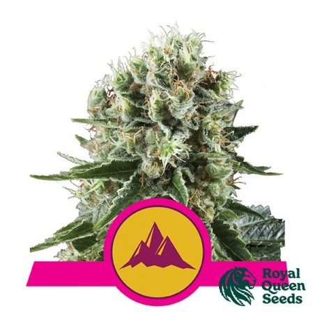 Acheter Critical Kush de Royal Queen Seeds - GB The Green Brand