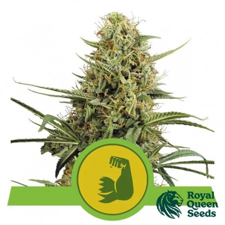 Acheter HulkBerry Automatic de RQS - GB The Green Brand