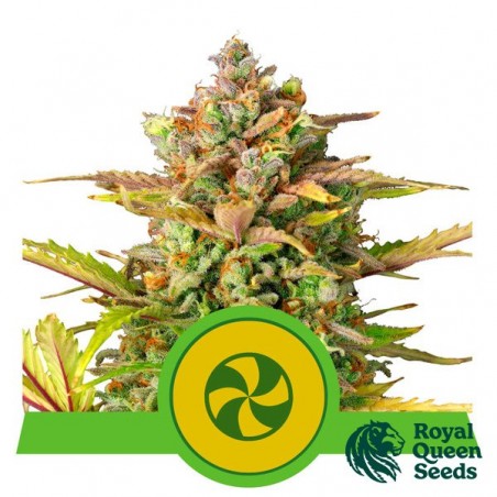 Acheter Sweet ZZ A utomatic RQS - Growbarato