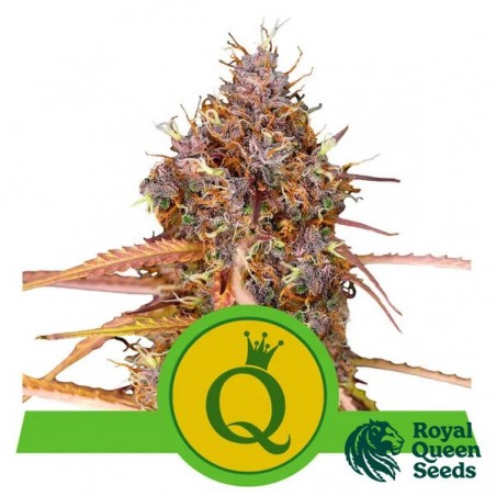 Acheter Purple Queen Automatic RQS - Growbarato