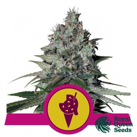 Acheter Cookies Gelato de RQS - GB The Green Brand