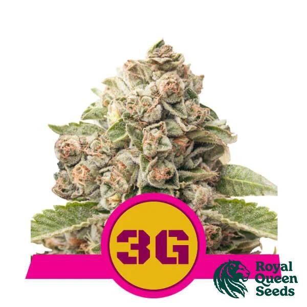 Acheter Triple G de Royal Queen Seeds - GB