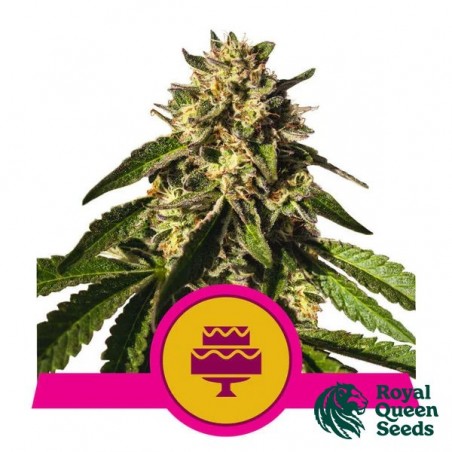 Wedding Gelato de Royal Queen Seeds - Growbarato