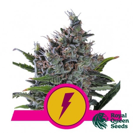 Acheter North Thunderfuck de RQS - GB The Green Brand