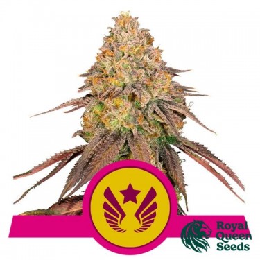 Acheter Legendary OG Punch de RQS - Growbarato
