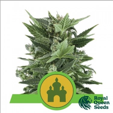 Acheter Royal Kush Automatic Royal Queen Seeds - GB