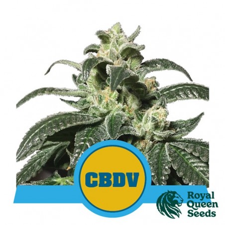 Acheter Royal CBDV Auto de Royal Queen Seeds - GrowBarato
