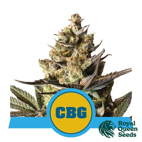 Voir Acheter Royal CBG Auto de Royal Queen Seeds - GB