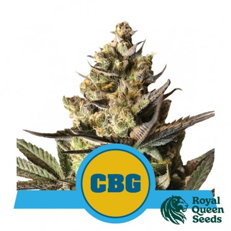 Acheter Royal CBG Auto de Royal Queen Seeds - GB