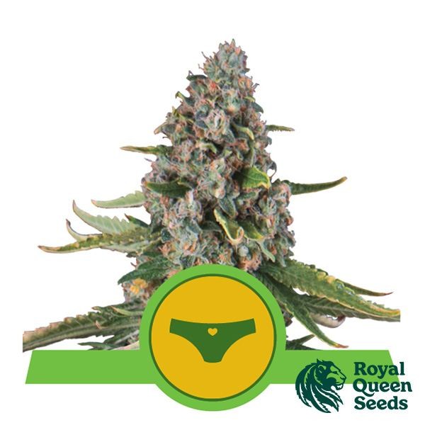 Voir Sherbet Queen Automatic