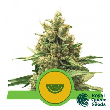 Watermelon Automatic