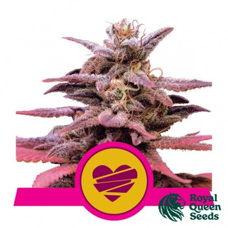 - Grow Barato
