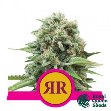 Achetez Royal Runtz de Royal Queen Seeds - Grow Barato