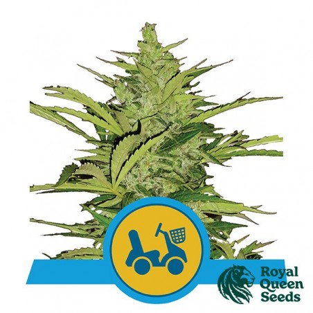 Acheter Fast Eddy Automatic CBD - GB The Green Brand