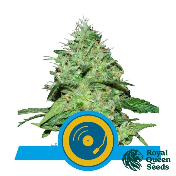 Voir Acheter Joanne's CBD de Royal Queen Seeds - Grow Barato