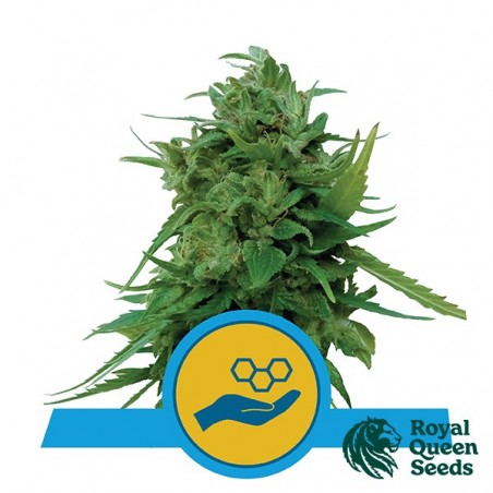 Achetez Solomatic CBD de Royal Queen Seeds - GB