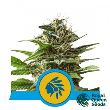 Acheter Tatanka Pure CBD de Royale Queen Seeds - GB