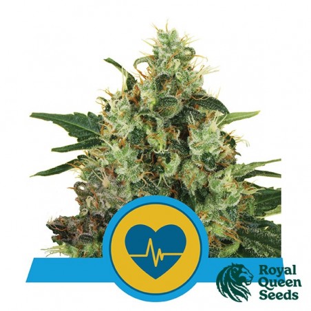 Medical Mass plante médicinale de RQS - Grow Barato