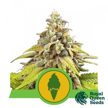 Green Gelato Automatic de Royal Queen Seeds - Grow Barato