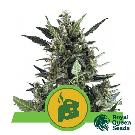 Blue Cheese Automatic de Royal Queen Seeds - Grow Barato