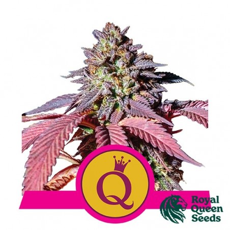 Purple Queen - Royal Queen Seeds - féminisée - Grow Barato