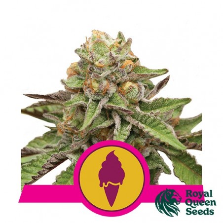 Green Gelato - Royal Queen Seeds – féminisée - Grow Barato