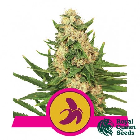 Fat Banana Graine féminisée de Royal Queen Seeds - GrowBarato