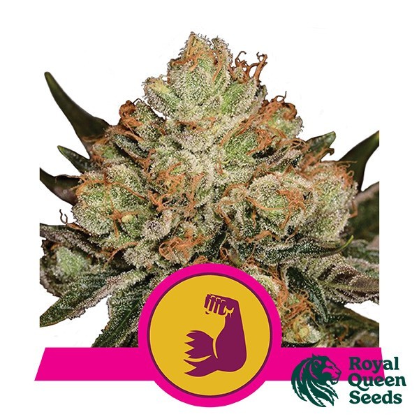 Voir Hulkberry - Royal Queen Seeds – féminisée - Grow Barato