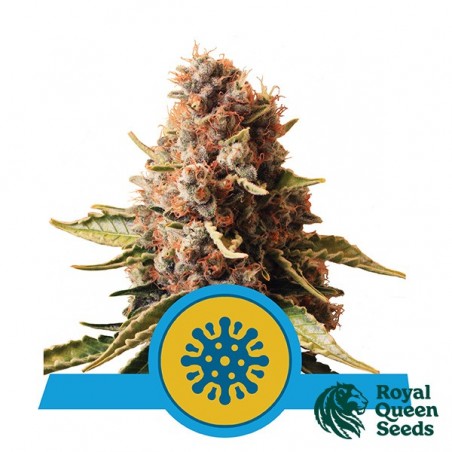 Euphoria CBD de Royal Queen Seeds féminisée - Grow Barato