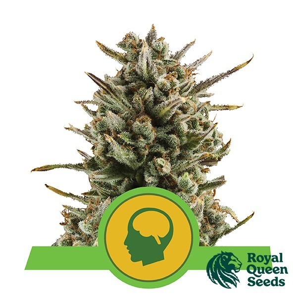 Voir Amnesia Haze Automatic de Royal Queen Seeds - Grow Barato