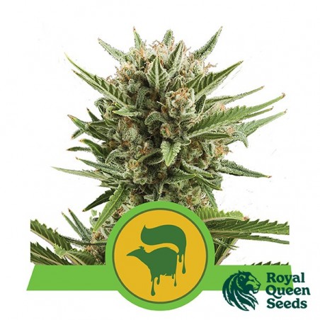 Sweet Skunk Automatique de Royal Queen Seeds - Grow Barato
