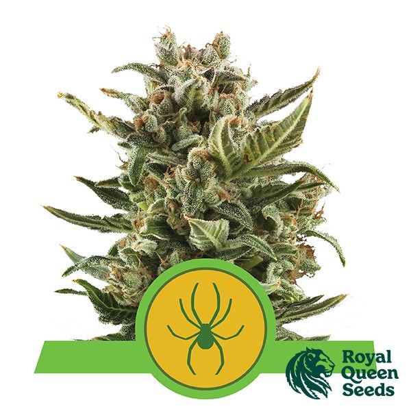 Voir Royal Jack automatique de Royal Queen Seeds - Grow Barato