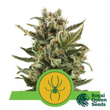 White Widow automatique de Royal Queen Seeds - Grow Barato