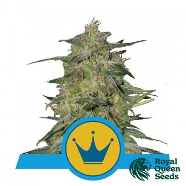 Royal Highness CBD de Royal Queen Seeds - Grow Barato