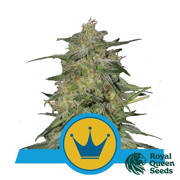 Voir Royal Highness CBD de Royal Queen Seeds - Grow Barato