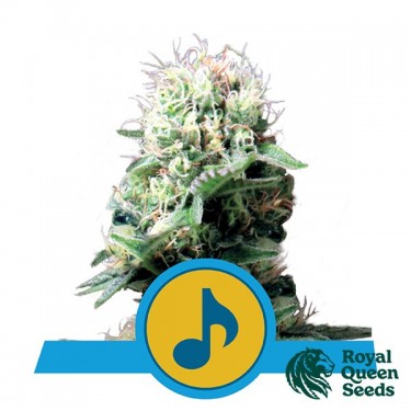 Dance World CBD par Royal Queen Seeds - Grow Barato