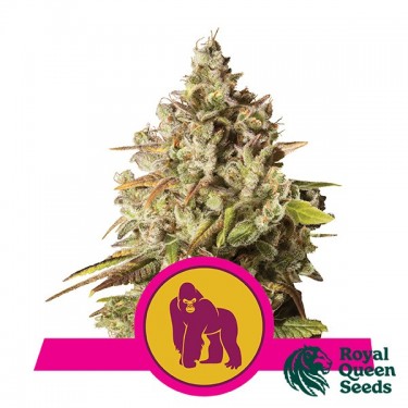 Royal Gorilla féminisée de Royal Queen Seeds - Grow Barato