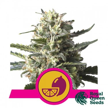 Lemon Shining Silver Haze Royal Queen Seeds - Grow Barato