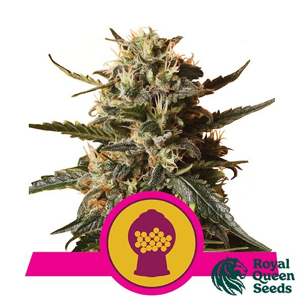 Bubblegum XL féminisée de Royal Queen Seeds - Grow Barato