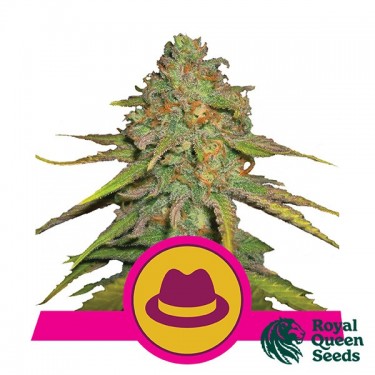 OG Kush féminisée de Royal Queen Seeds - Grow Barato