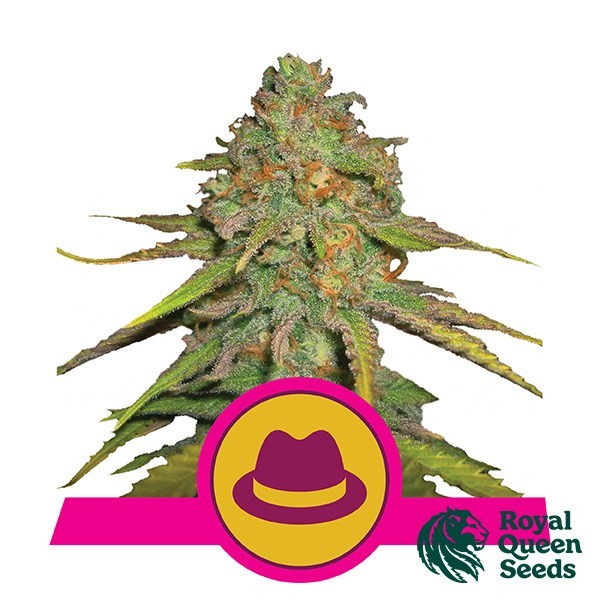 Voir OG Kush féminisée de Royal Queen Seeds - Grow Barato