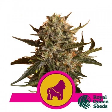 Mother Gorilla féminisée de Royal Queen Seeds - Grow Barato