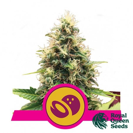 Somango XL féminisée de Royal Queen Seeds - Grow Barato