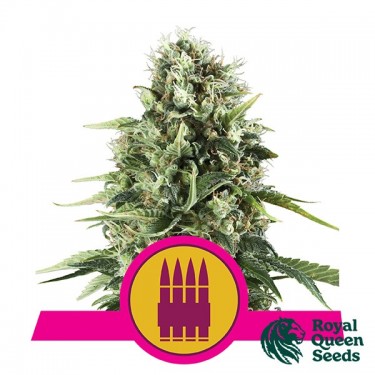 Royal AK féminisée de Royal Queen Seeds - Grow Barato