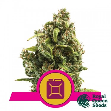Sour Diesel Weed Féminisée de Royal Queen Seeds | GB