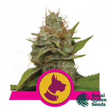 Kali Dog féminisée de Royal Queen Seeds - Grow Barato