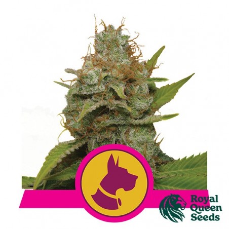 Kali Dog féminisée de Royal Queen Seeds - Grow Barato